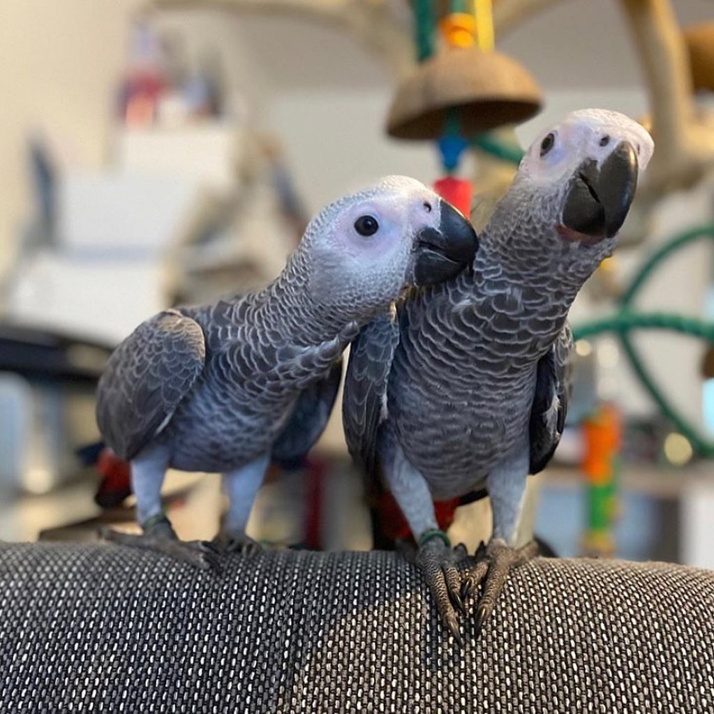 Talker African Grey Parrots for Sale photo