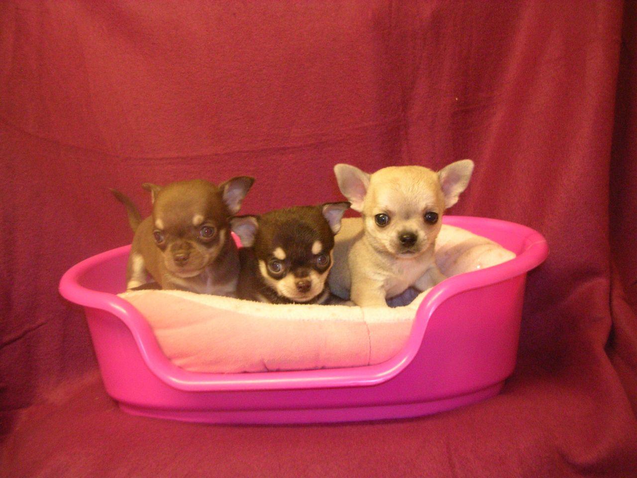Beautiful Chihuahua Girls and Boys  photo