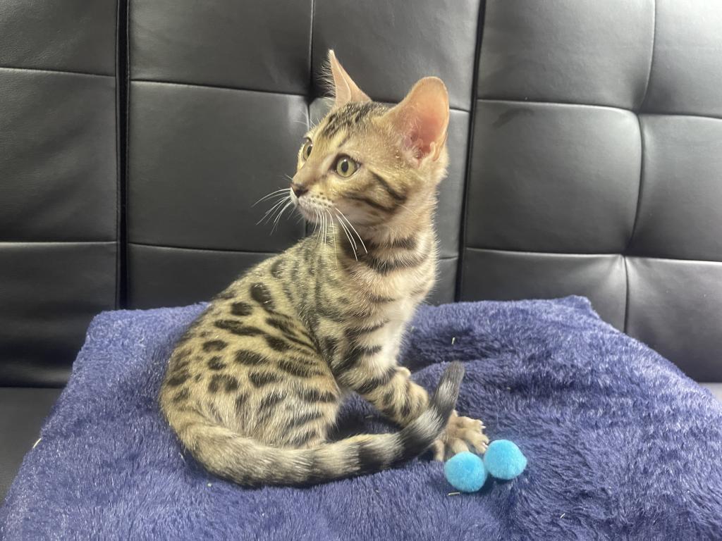 Bengal kittens Available photo