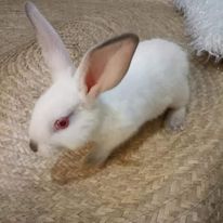 Rabbit for Sale | Jeythan's Rabbitry photo