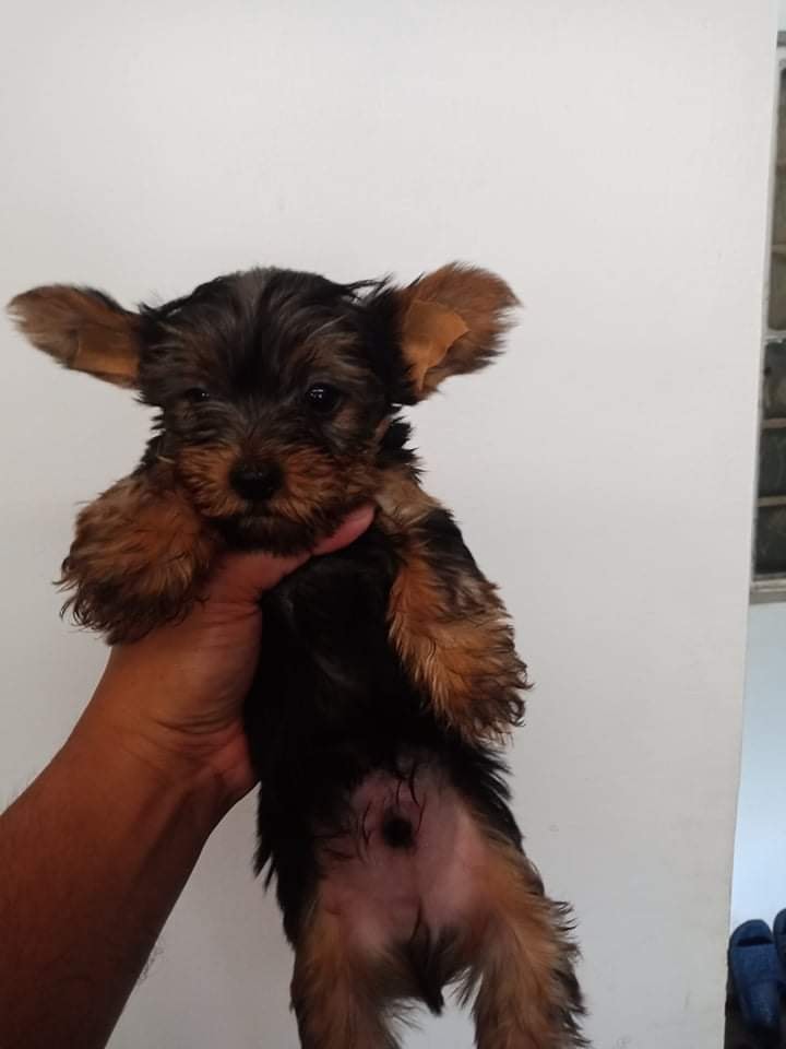 YORKSHIRE TERRER PUPPIES FOR SALE PH [DOGS] photo