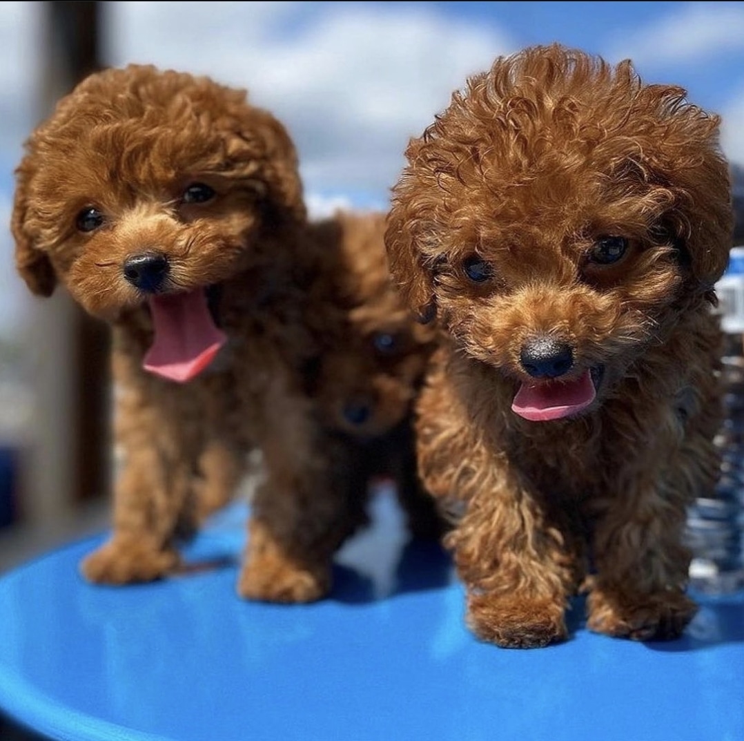 TOY POODLE PUPPIES FOR SALE PHILIPPINES [DOGS] photo