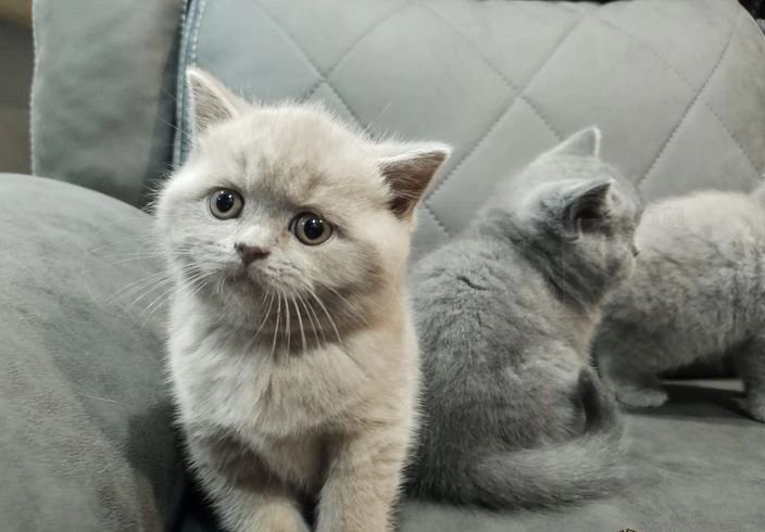 brittishshorthair kittens for rehoing photo