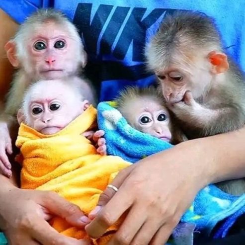  Capuchin Monkey Babies Available. photo