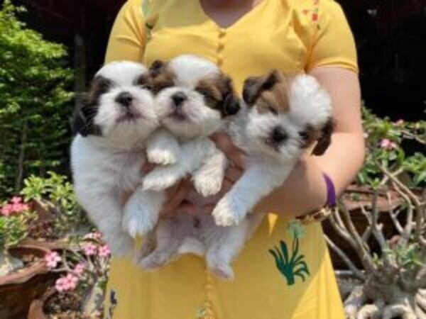 Shih tzu puppies for a good home photo